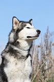 ALASKAN MALAMUTE 037